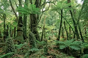Ferns Prints: Picture No. 10909383