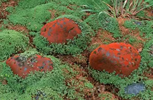 Algae Prints: Picture No. 10909393