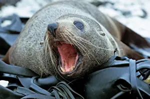 Open Prints: Picture No. 10909394