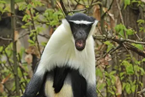Cercopithecus Prints: Picture No. 10909421