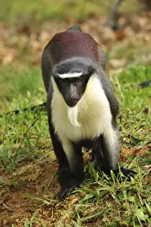 Cercopithecus Prints: Picture No. 10909423