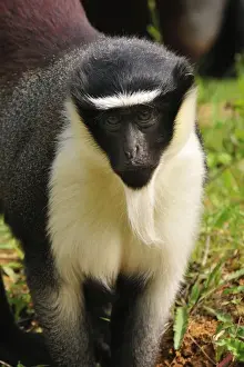 Cercopithecus Prints: Picture No. 10909425