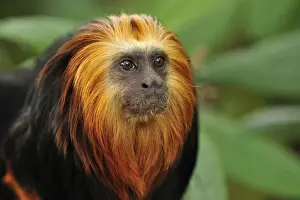 Tamarin Prints: Picture No. 10909429
