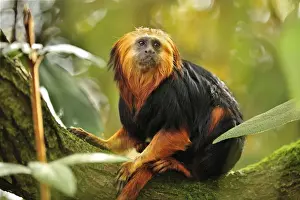 Tamarin Prints: Picture No. 10909430