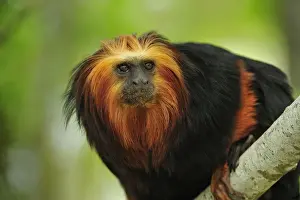 Tamarin Prints: Picture No. 10909432