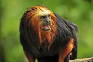 Tamarin Prints: Picture No. 10909433