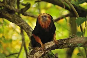 Tamarin Prints: Picture No. 10909434