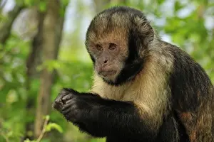 Capuchin Prints: Picture No. 10909439