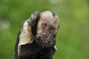 Capuchin Prints: Picture No. 10909440