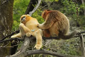 Rhinopithecus Prints: Picture No. 10909518