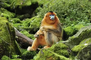 Rhinopithecus Prints: Picture No. 10909535
