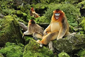 Rhinopithecus Prints: Picture No. 10909537