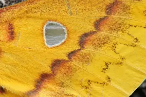 Silkmoth Prints: Picture No. 10909627
