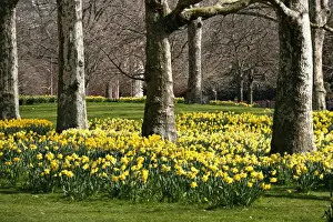 Bunch Prints: Picture No. 10921791