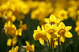 Bunch Prints: Picture No. 10921799
