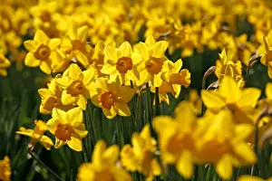 Bunch Prints: Picture No. 10921804