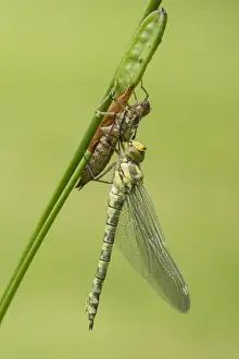 Nymph Prints: Picture No. 10921818