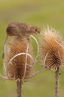 Teasel Collection: Picture No. 10921823