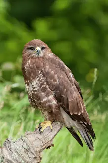 Buteo Prints: Picture No. 10921827