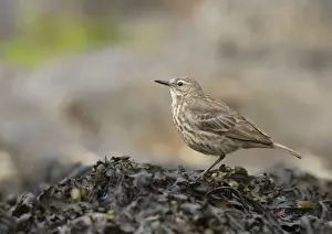 Pipit Prints: Picture No. 10921833