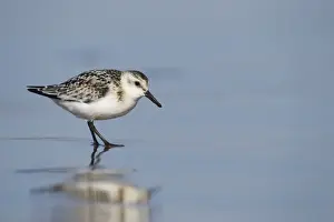 Calidris Prints: Picture No. 10921834
