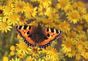 Tortoiseshell Prints: Picture No. 10921835