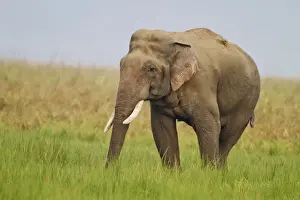 Musth Prints: Picture No. 10921844