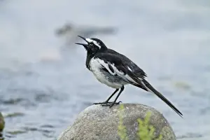 Motacilla Prints: Picture No. 10921848