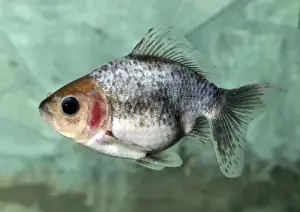 Auratus Prints: Picture No. 10922136