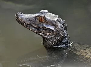 Caimans Collection: Picture No. 10922163