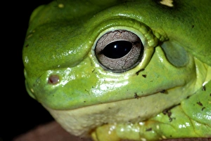 Images Dated 2nd August 2012: Picture No. 10922165