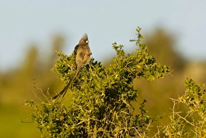 Images Dated 13th August 2012: Picture No. 10922181