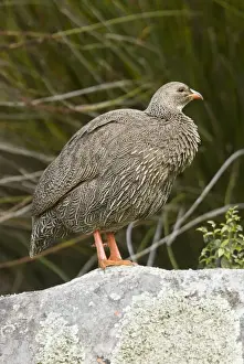 Francolin Prints: Picture No. 10922192