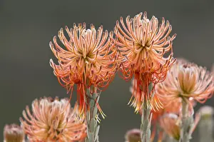 Leucospermum Prints: Picture No. 10922193
