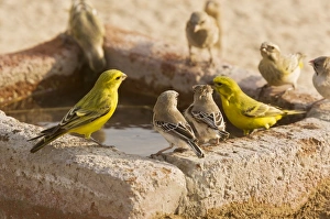 Images Dated 19th August 2012: Picture No. 10922223