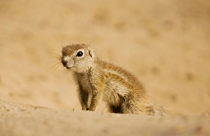 Images Dated 19th August 2012: Picture No. 10922225