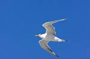Swift Prints: Picture No. 10922242