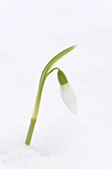 Images Dated 20th January 2013: Picture No. 10922250