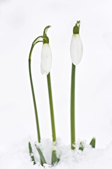 Images Dated 20th January 2013: Picture No. 10922251
