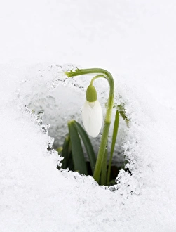 Images Dated 20th January 2013: Picture No. 10922252