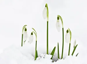 Images Dated 20th January 2013: Picture No. 10922254