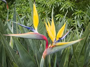 Crane Prints: Picture No. 10922261