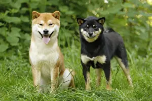 Picture No. 10922303