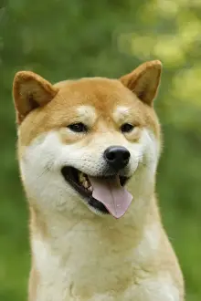 Picture No. 10922306