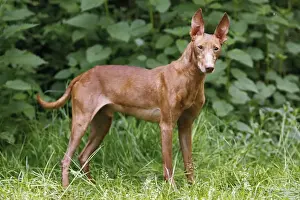 Dog Prints: Picture No. 10922321