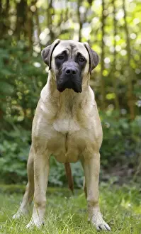 Mastiffs Prints: Picture No. 10922323