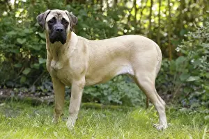 Mastiffs Prints: Picture No. 10922325