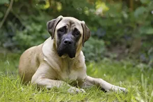 Mastiffs Prints: Picture No. 10922327