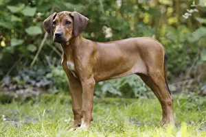 Ridgeback Prints: Picture No. 10922329