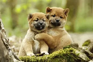 Inus Prints: Picture No. 10922337
